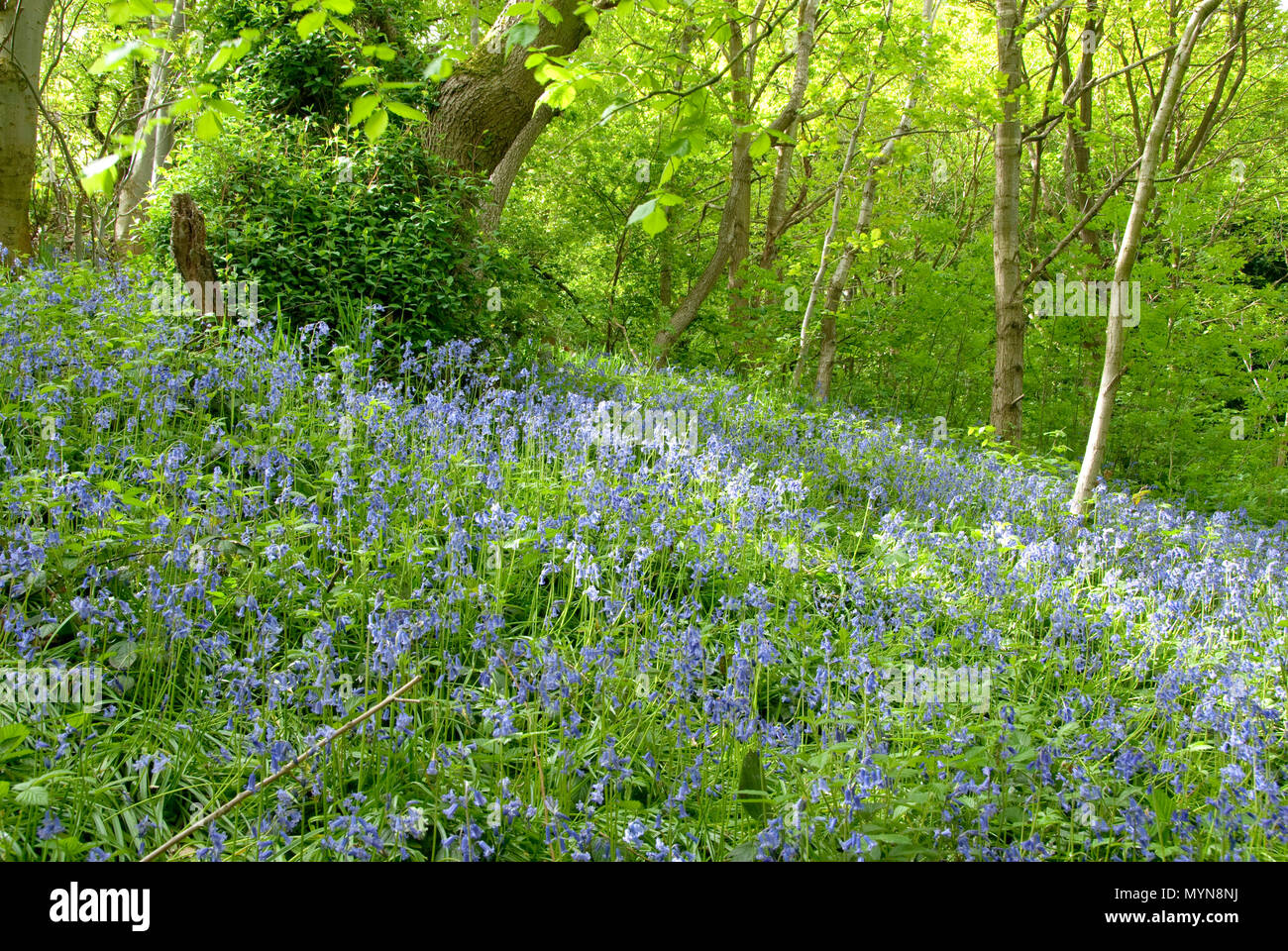 Sonnenlicht und Schatten Tanz über eine Bluebell gefüllt Woodland glade im Frühjahr, Auto Bach, Schlucht, Sheffield, Großbritannien Stockfoto