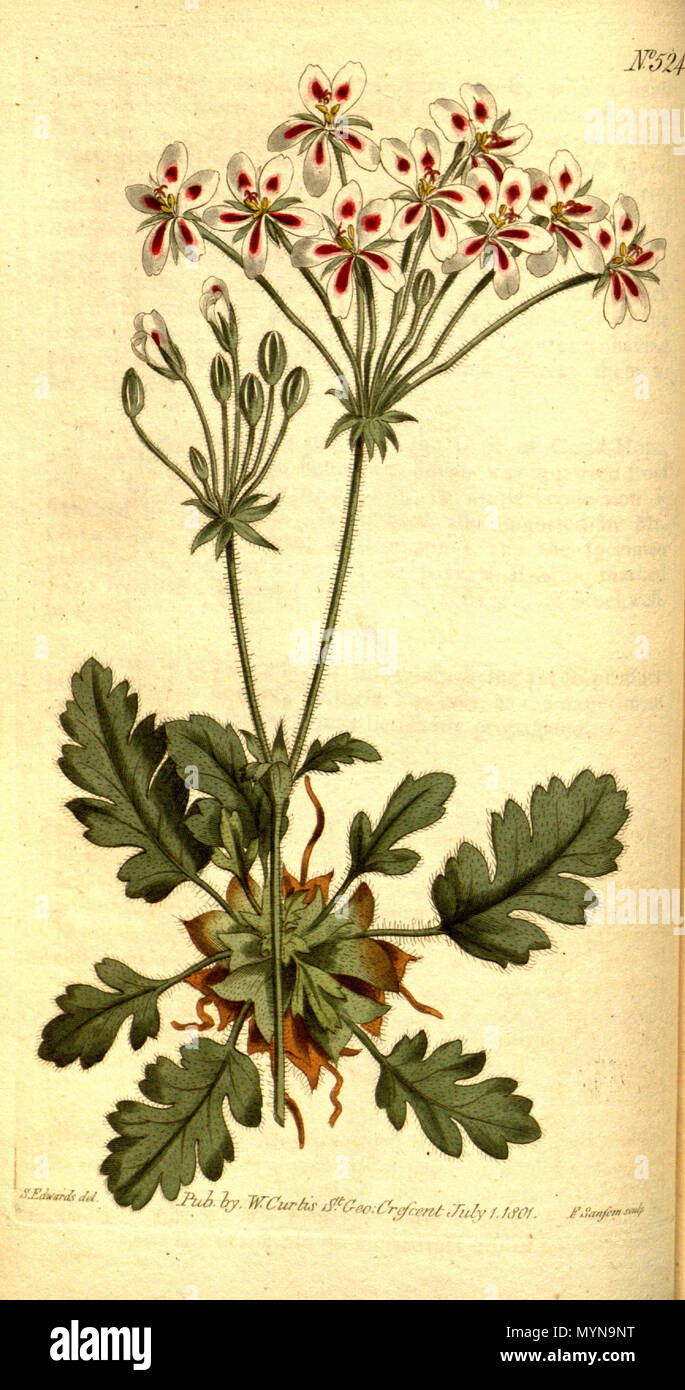 . Englisch: Pelargonium pulchellum. 12. Juli 2015. Sims415 Pelargonium pulchellum Sims, Bot. Mag. 15. t. 524. 1801 Stockfoto