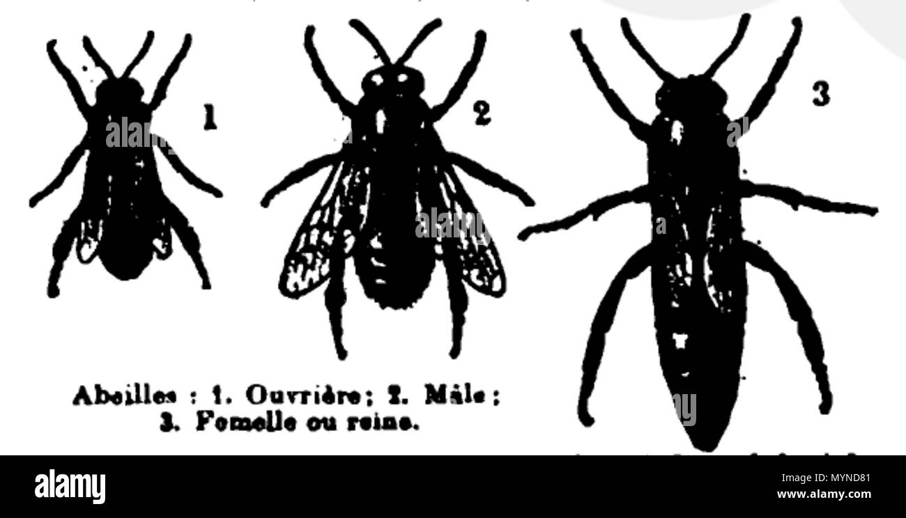 . Français: Illustration. 10. Juni 2016. Larousse 418 Petit Larousse-1906, im 2-5 Stockfoto