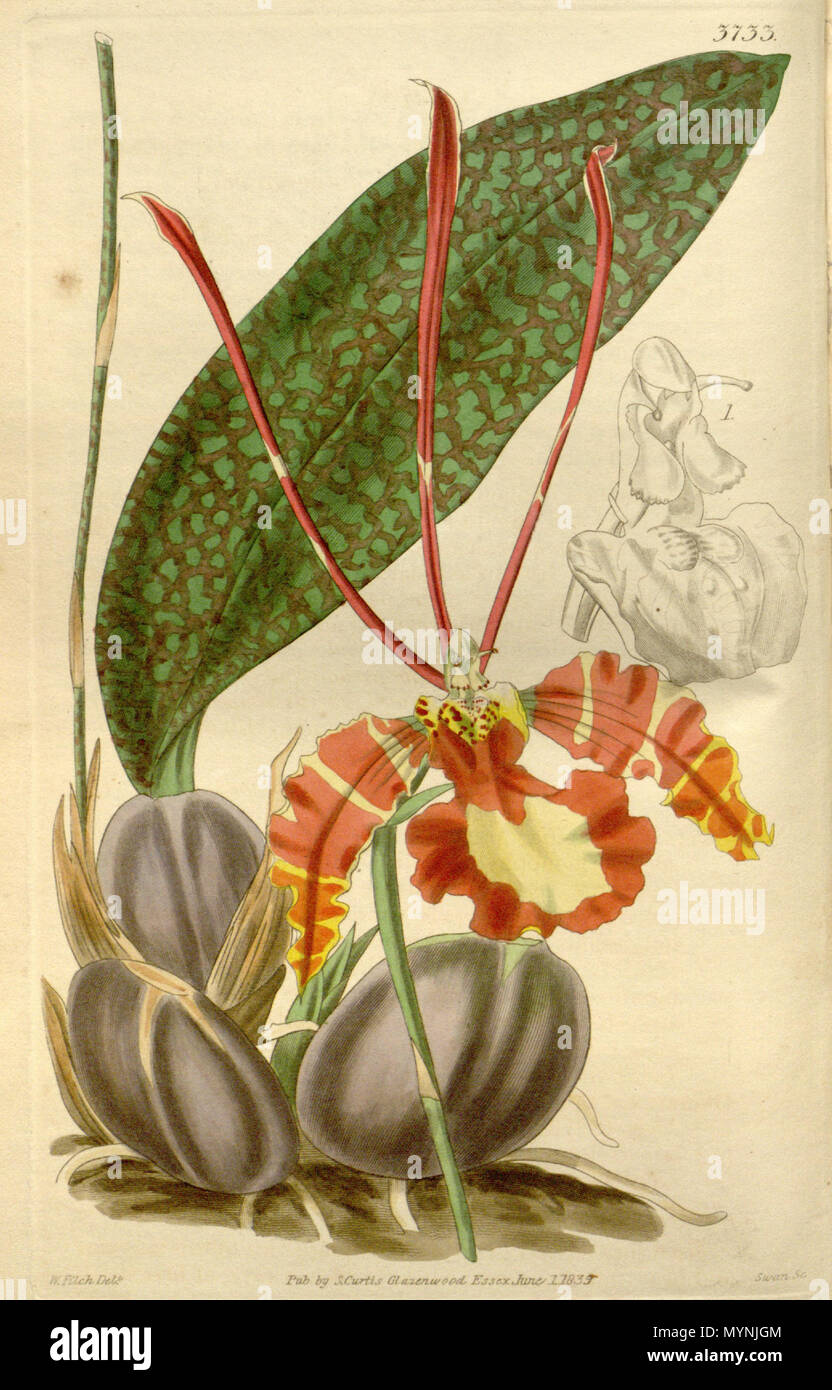 . Abbildung: Psychopsis papilio (syn. Oncidium papilio). 1840. William Jackson Hooker (1785-1865) (Beschreibungen), Walter Hood Fitch (1817-1892) (Illustrator), Swan (Stecher) 440 Psychopsis papilio (Oncidium s.) - Curtis' 66-3733 (1840) Stockfoto