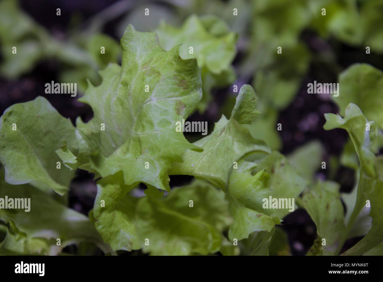 Sämlinge von Kopfsalat Stockfoto