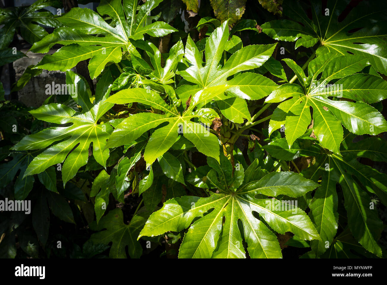 Exotisch, grünen Pflanzen, natürliche Hintergrund Stockfoto