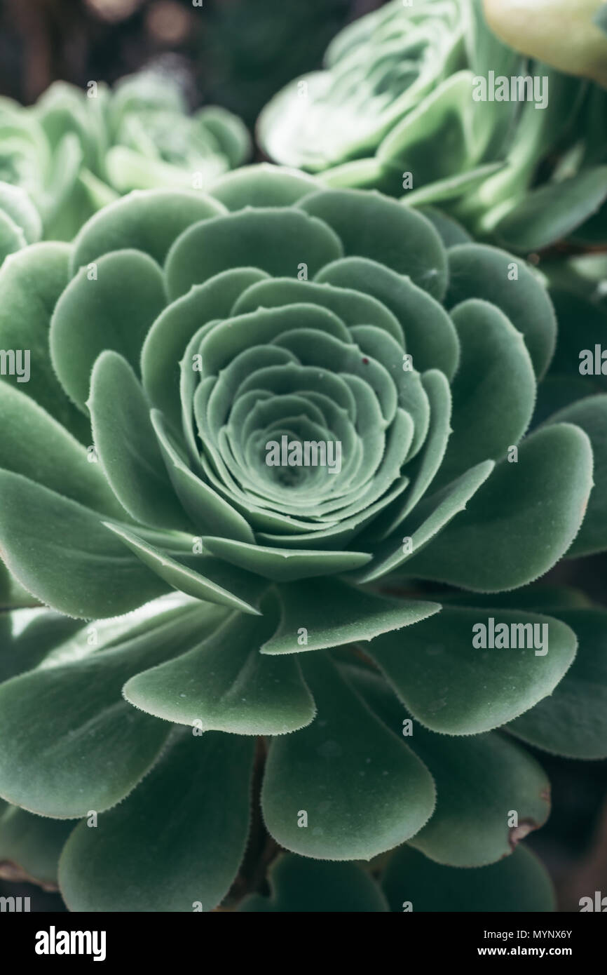 Aeonium arborescens Rosette Blume Pflanze, saftigen Crassulaceae  Stockfotografie - Alamy