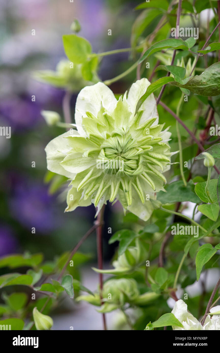 Clematis florida 'Alba Plena'. Clematis florida var. Flore pleno 'Plena'.  Clematis 'Plena' Stockfotografie - Alamy