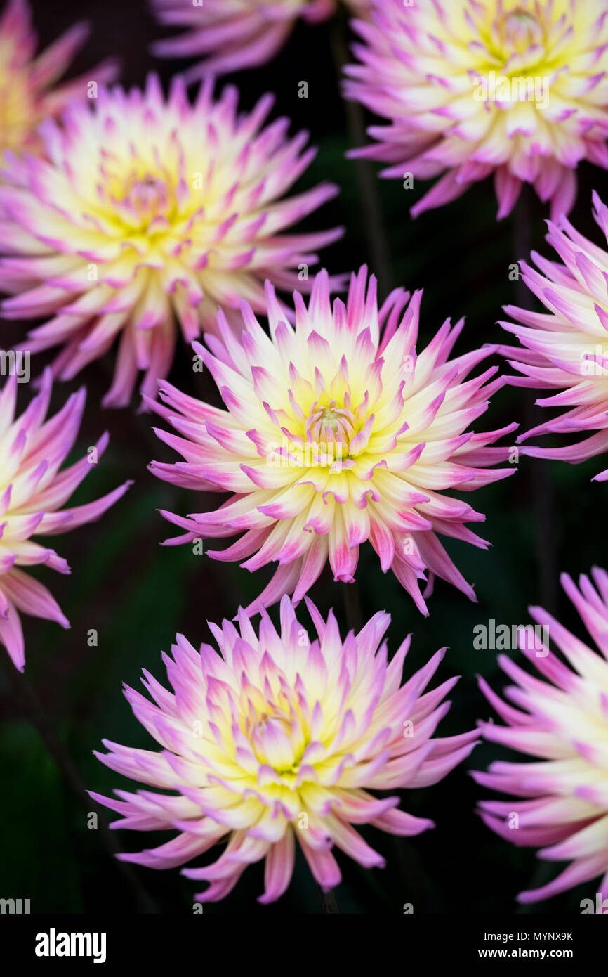 Dahlie 'Karma Sangria" Blumen. Halb Kaktus-dahlien auf Anzeige an eine Blume zeigen. Großbritannien Stockfoto