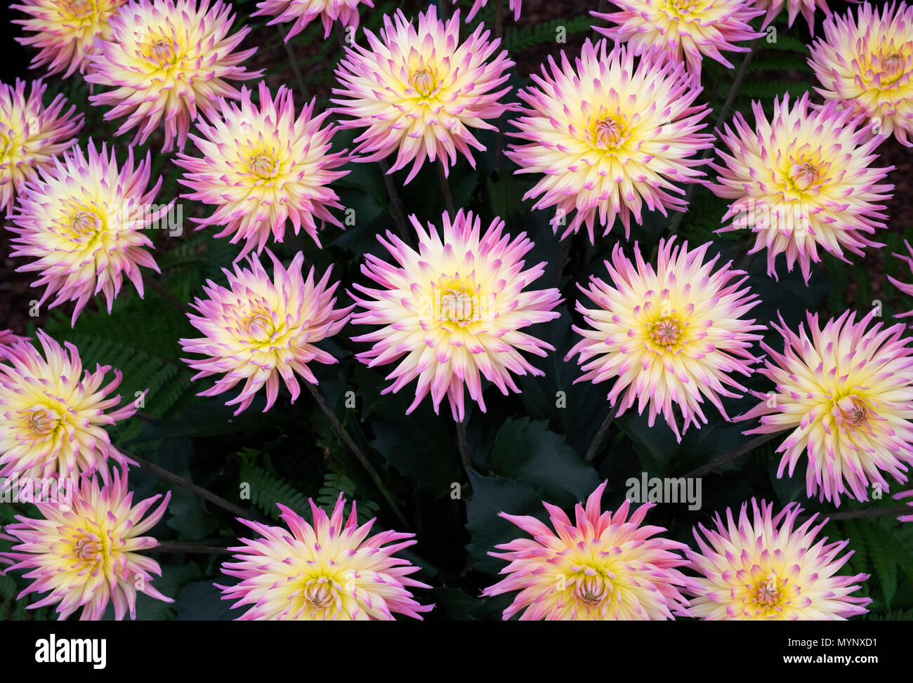 Dahlie 'Karma Sangria" Blumen. Halb Kaktus-dahlien auf Anzeige an eine Blume zeigen. Großbritannien Stockfoto