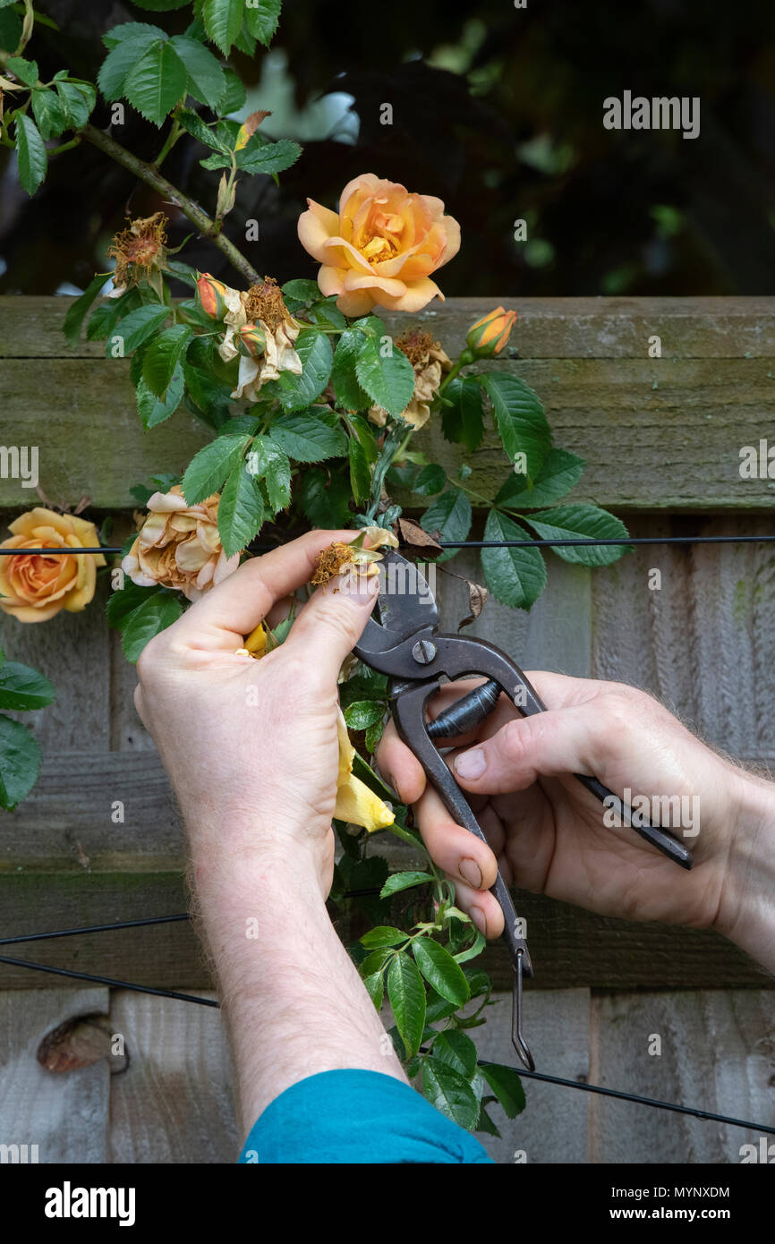 Gärtner kupplungsdrucköl Rosa Bin aigold 'Blume mit Vintage Gartenschere in einem Garten. Großbritannien Stockfoto