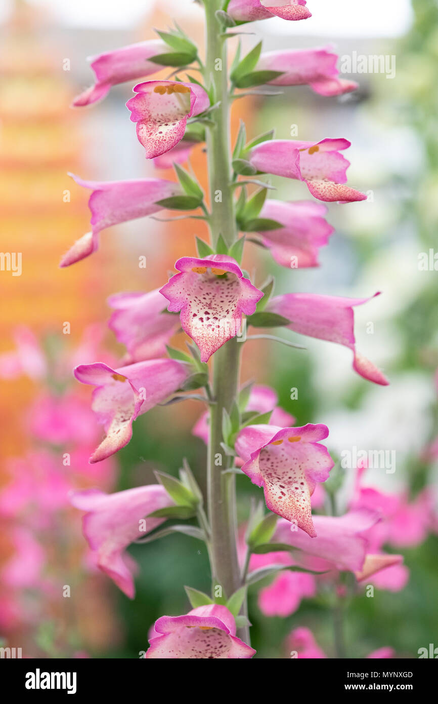 Digitalis hybrida Foxlight'Rose Elfenbein". Fingerhut Foxlight'Rose Elfenbein" auf einem Display eine Blume zeigen. Großbritannien Stockfoto