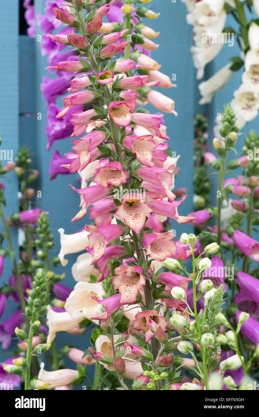 Digitalis hybrida Foxlight'Rose Elfenbein". Fingerhut Foxlight'Rose Elfenbein" auf einem Display eine Blume zeigen. Großbritannien Stockfoto
