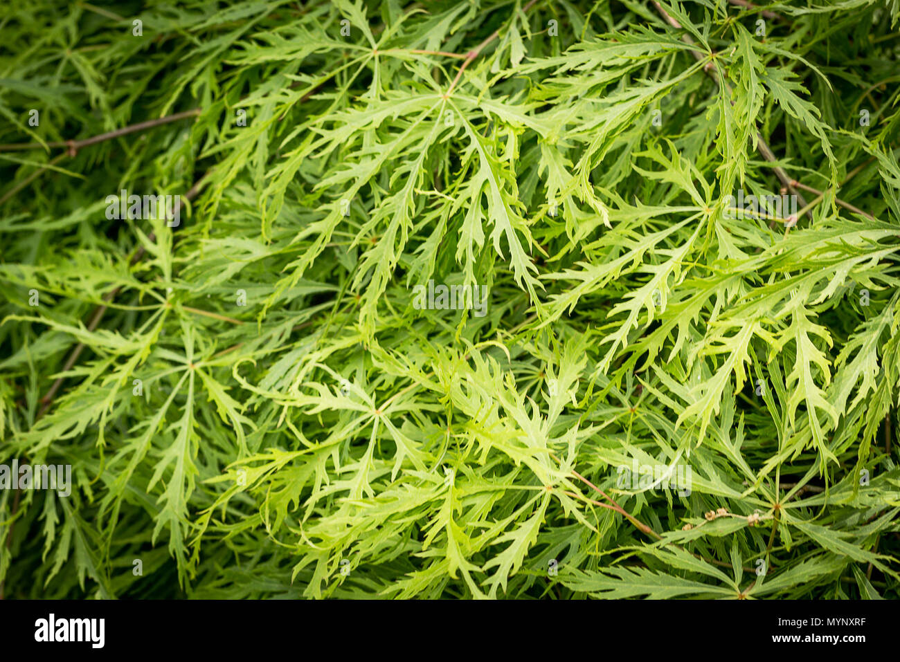 Japanische Ahornblätter Muster. Exotische Pflanzen, Grün, gemusterten Hintergrund. Stockfoto
