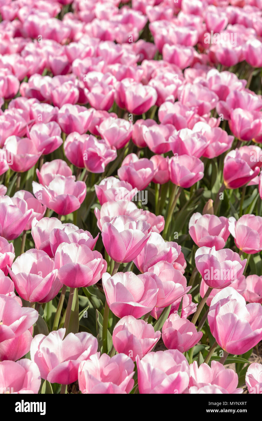 Rosa Tulpen im Frühling, Niederlande Stockfoto