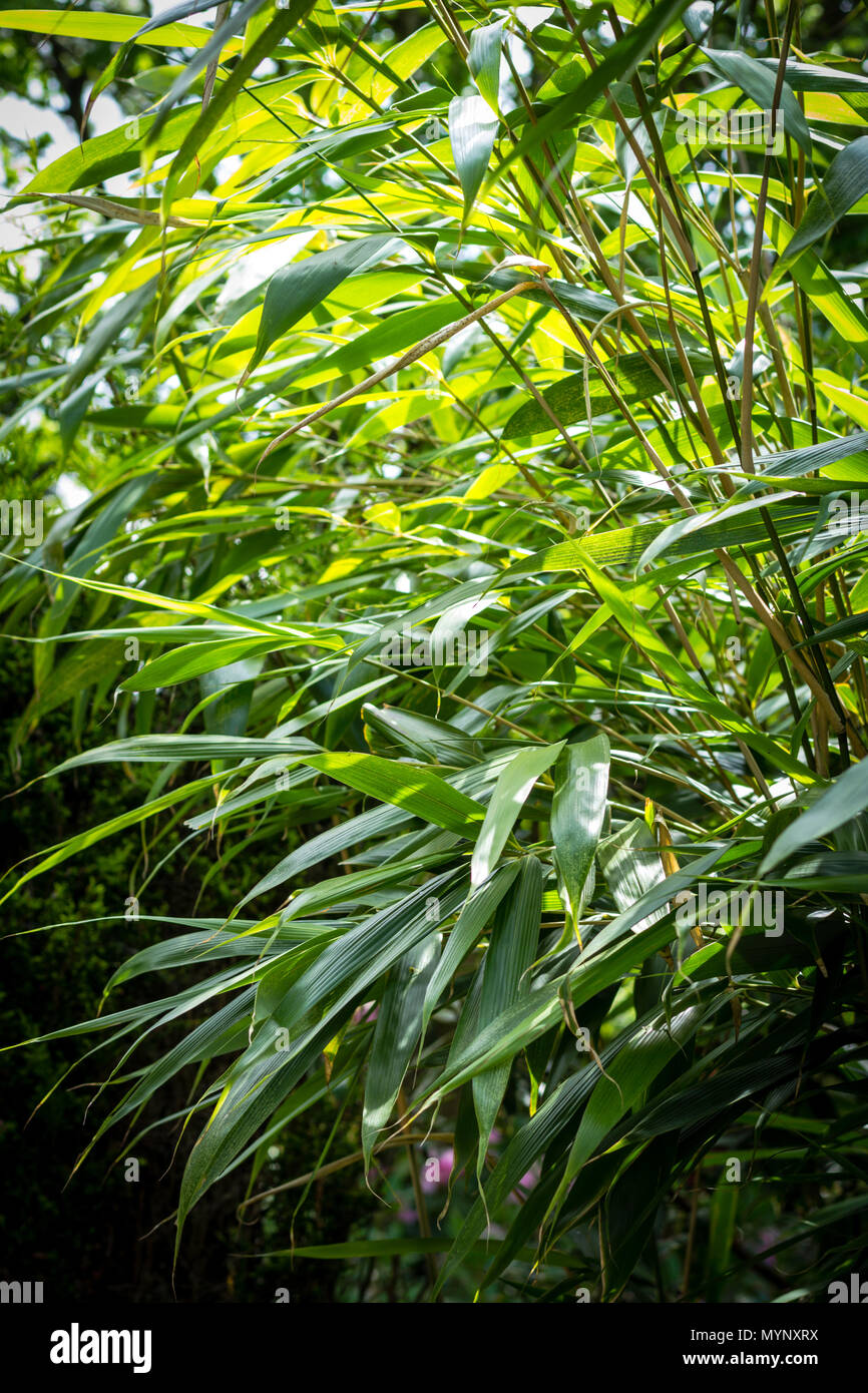 Bambus Baum Blätter. Exotische Pflanzen, Grün, gemusterten Hintergrund. Stockfoto