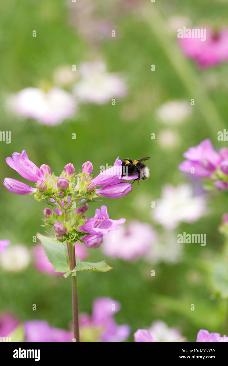 Penstemon azureus Blumen. Stockfoto