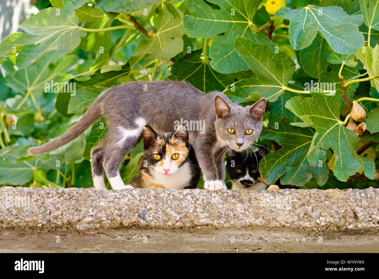 Zwei süße neugierige Katze Kätzchen, verschiedene Farben, eine über der anderen an einer Wand vor einem Feigenbaum, der griechischen Insel Lesbos, Griechenland Stockfoto
