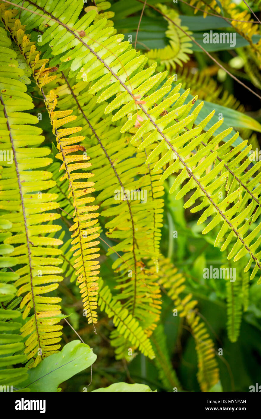 Exotische Blätter, grün fern Hintergrund. Stockfoto