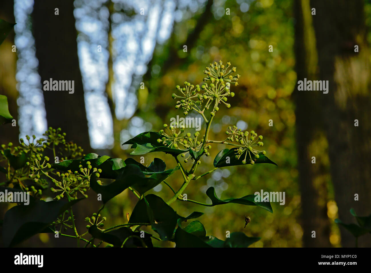 Blumen und Blten sowie deren Knospen der gemeinsamen Efeu / Hedera helix.  Efeu Pflanzen Blumen Stockfotografie - Alamy