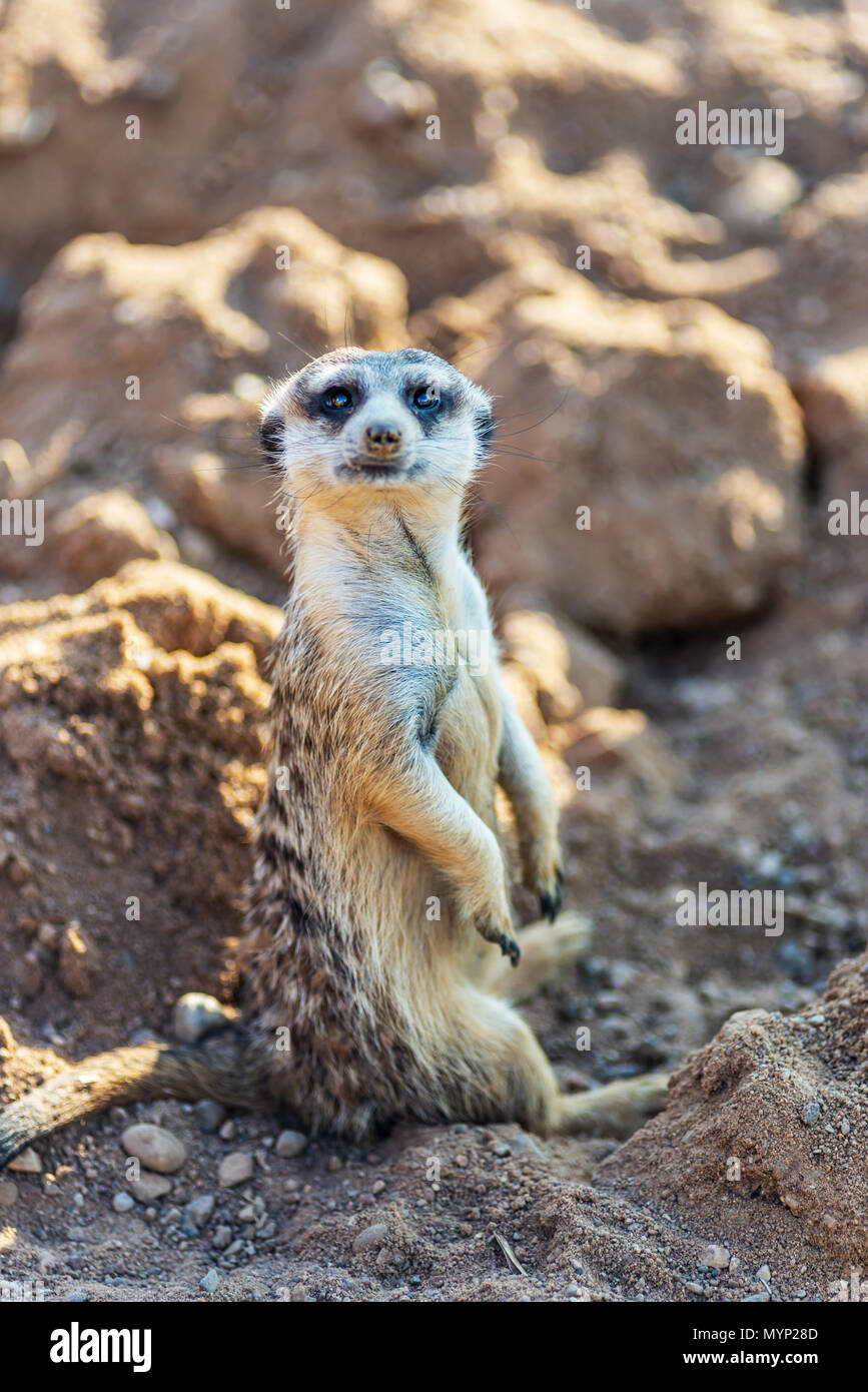 Neugierig und anfragende surikat oder erdmännchen Gerade und sitzen bequem beobachten Stockfoto