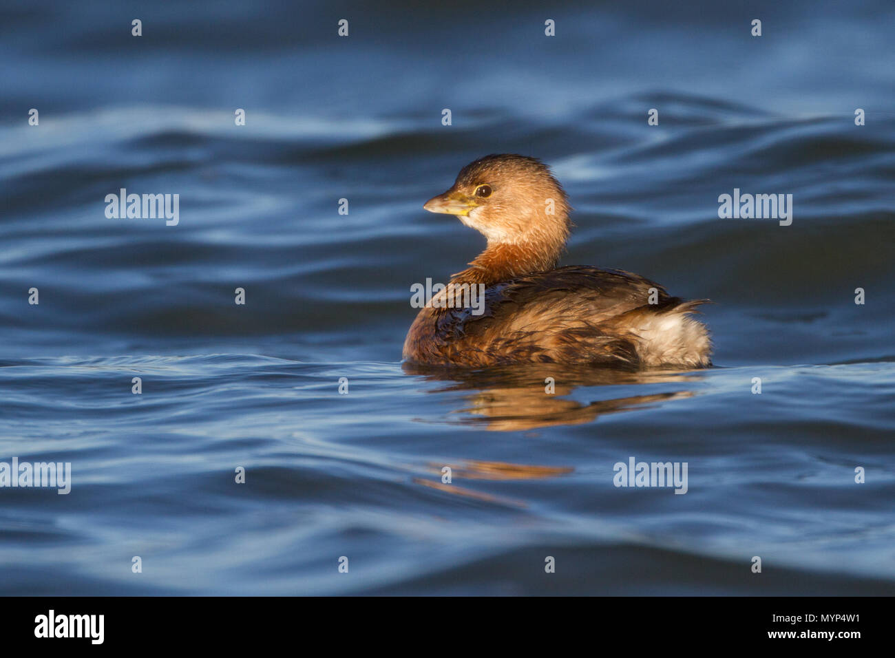 Porträt einer Pied-billed Grebe. Stockfoto