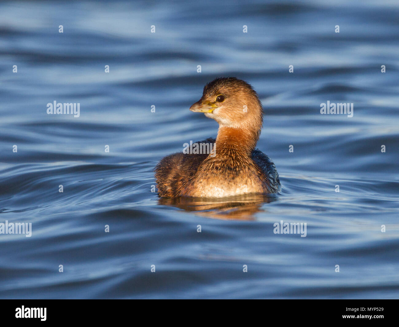 Porträt einer Pied-billed Grebe. Stockfoto
