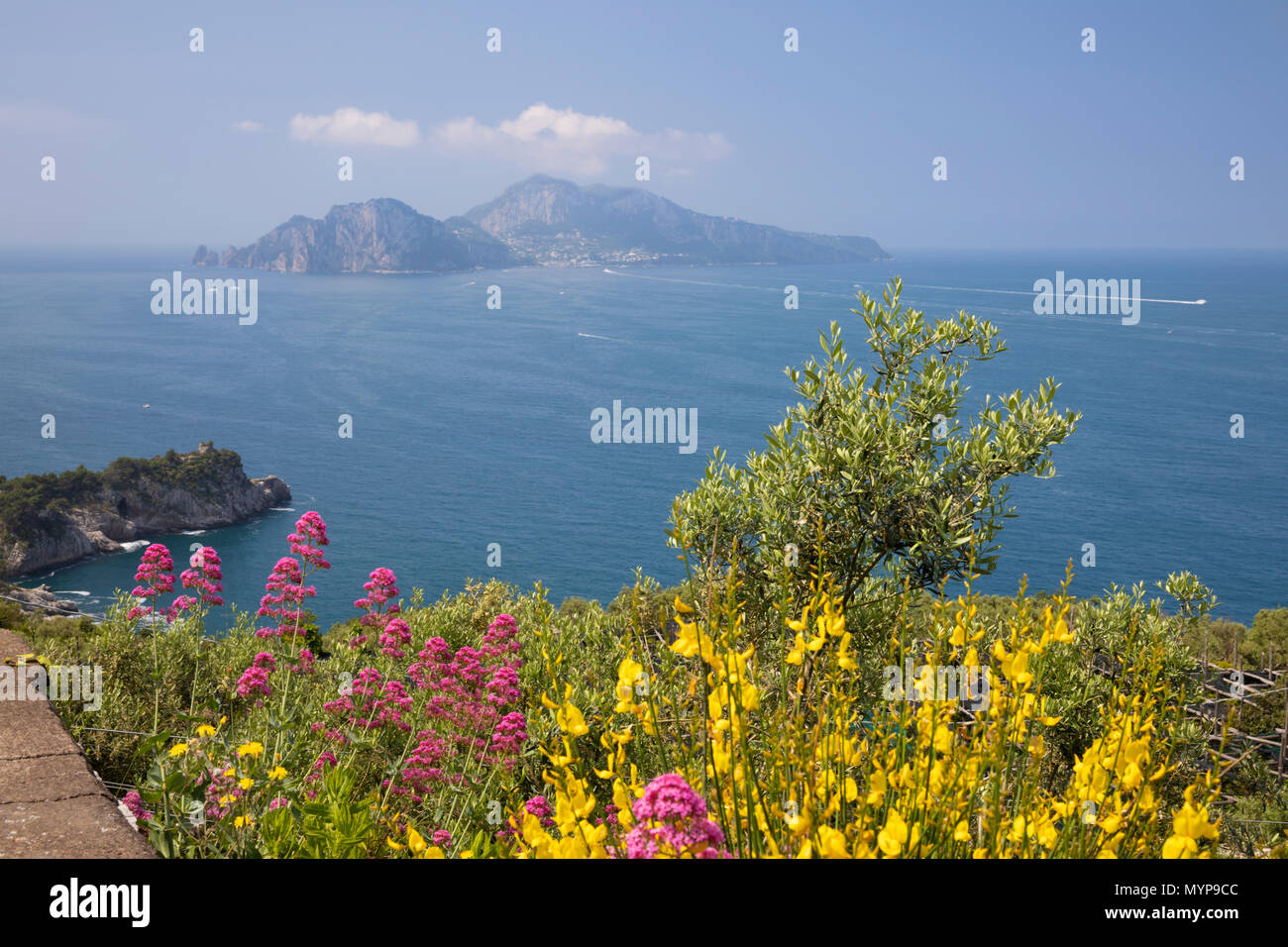 Blick von der Stadt Annunziata mit wilden Blumen auf die Insel Capri im Golf von Neapel, die Amalfiküste, Kampanien, Italien, Europa Stockfoto