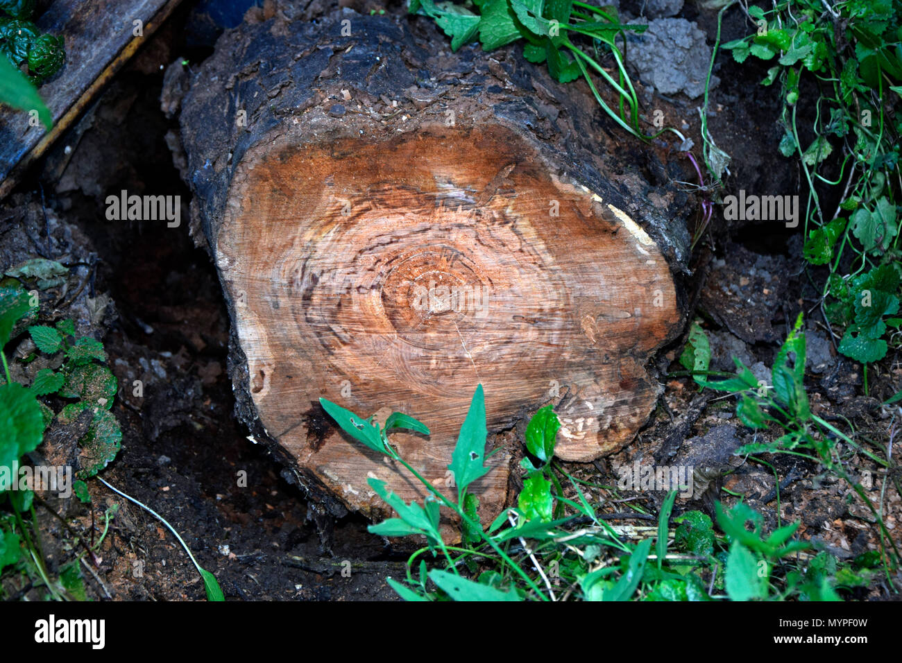 Querschnitt mit Wachstum Ringe auf einem Apple tree anmelden Stockfoto