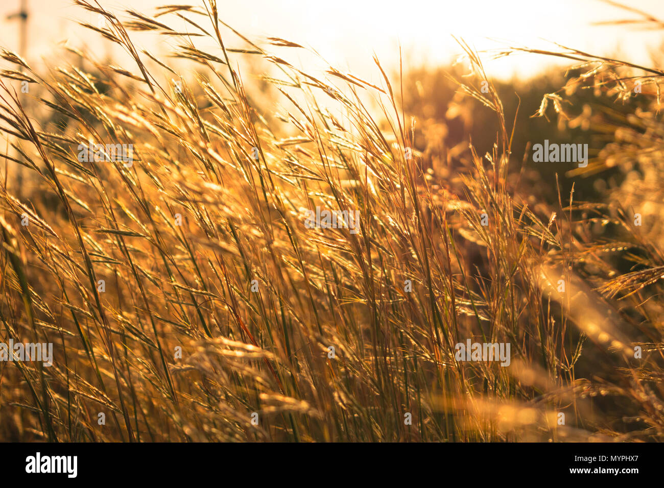 Helle goldene Farbe hohen Gras mit geringer Tiefenschärfe Hintergrund Stockfoto