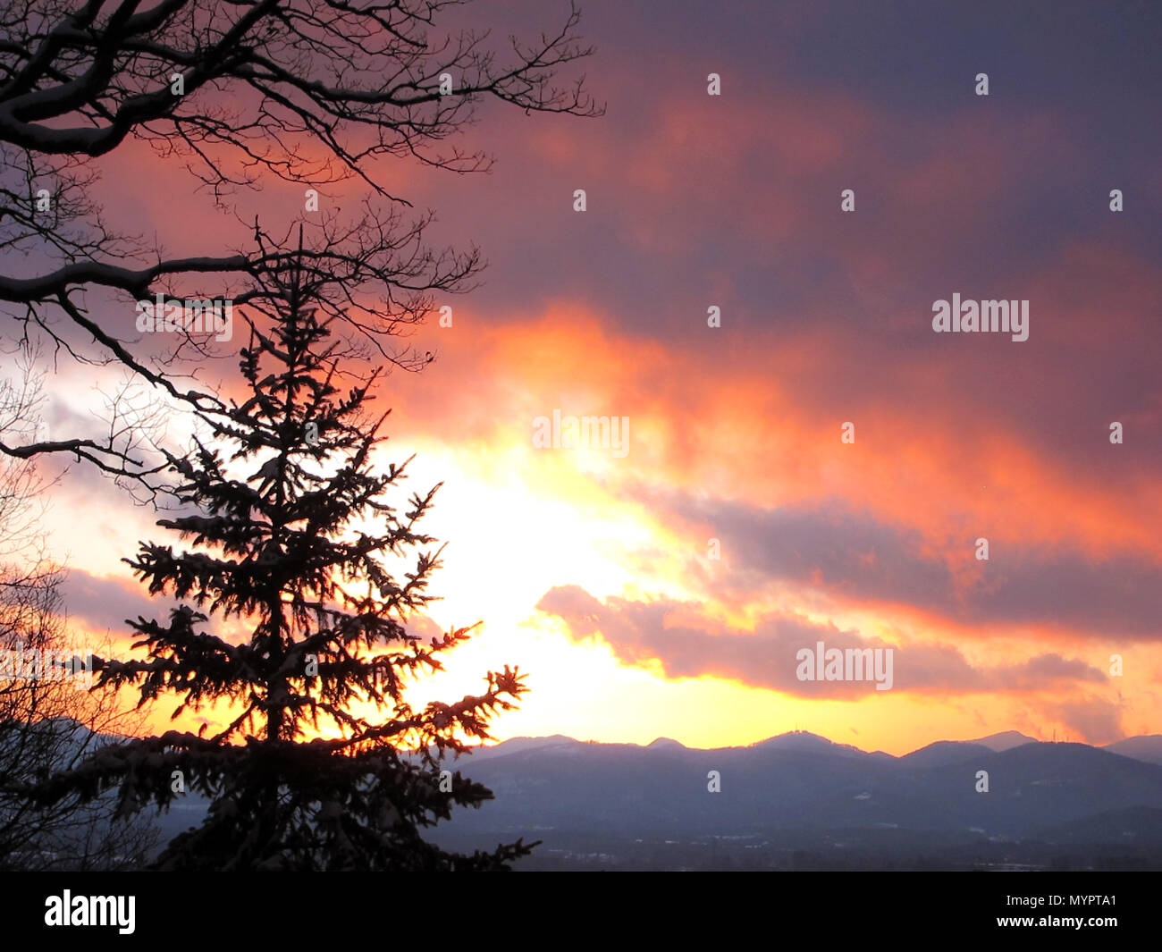 Winter Blick auf die Blue Ridge Berge bei Sonnenuntergang durch die Silhouette des Blue Spruce und weißen Eichen. Asheville, North Carolina. Stockfoto