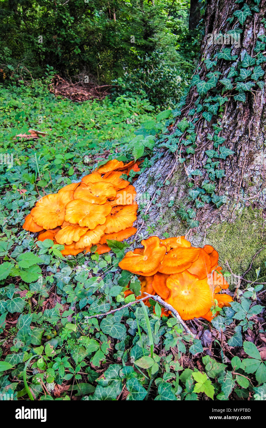 Jack O'Lantern Pilze (Omphalotus illudens) an der Basis der weißen Eiche und durch Efeu - Asheville, North Carolina umgeben. Stockfoto