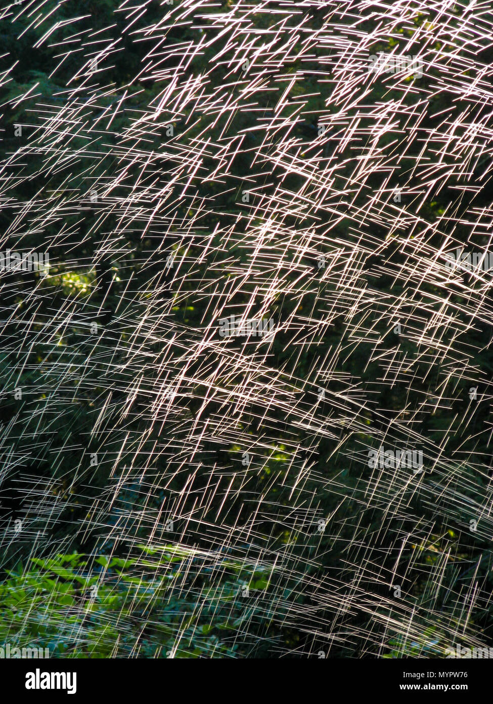 Sprinkler Muster im Garten Stockfoto