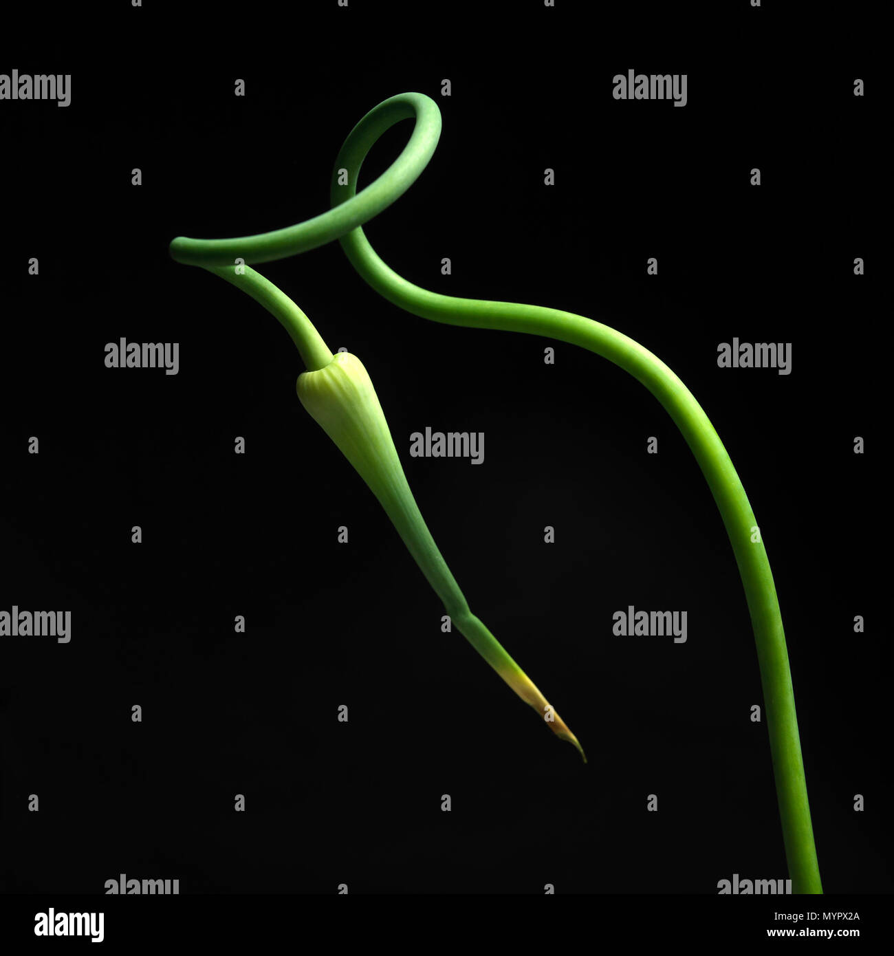Grüne Pflanze Stengel contorting, studio Shot, noch Stockfoto