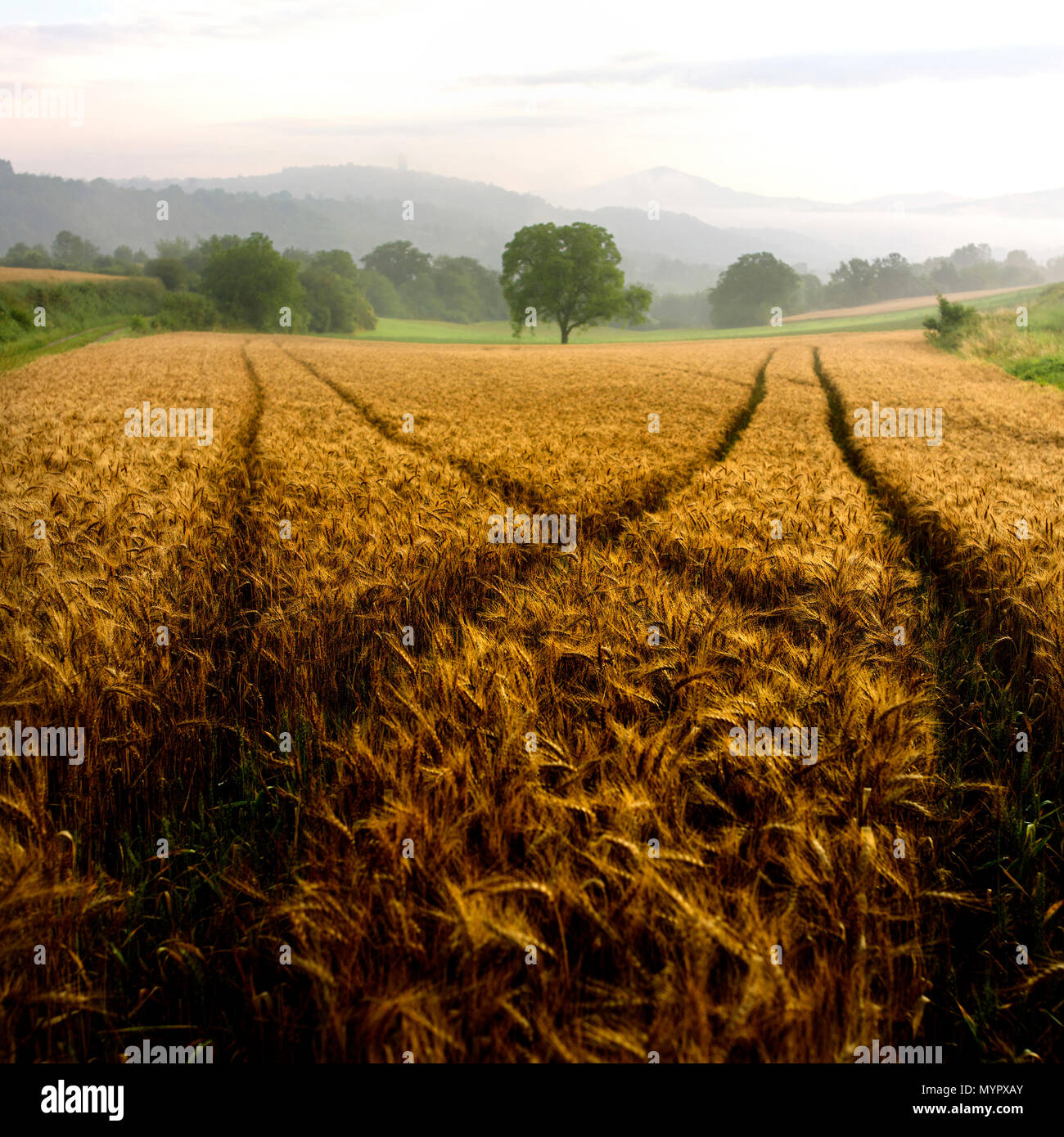 Bereich der Weizen, Puy-de-Dome Abteilung, Auvergne Rhône-Alpes, Frankreich Stockfoto