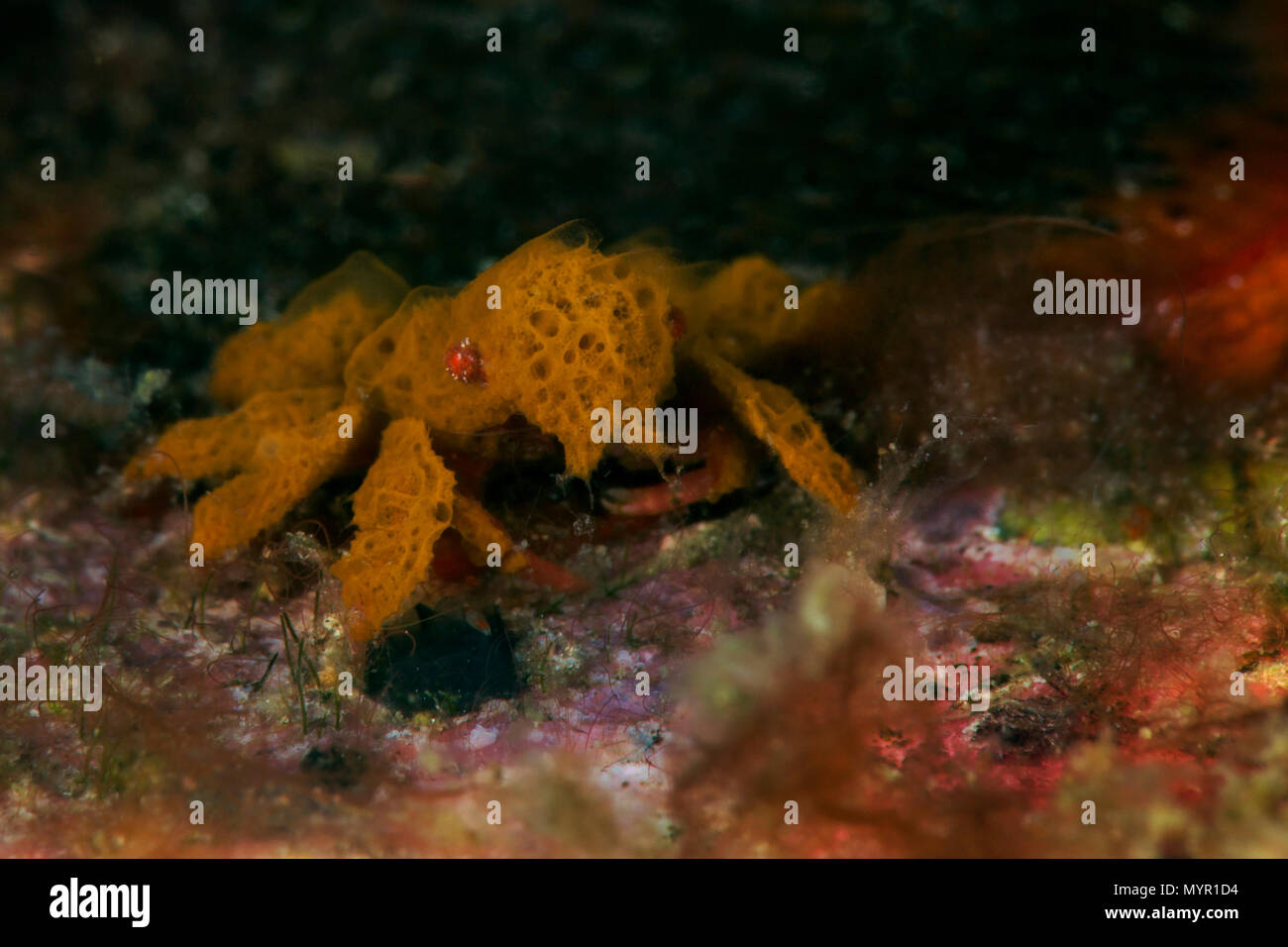 Dekorateur Krabbe (Achaeus spp.). Bild wurde in Anilao, Philippinen genommen Stockfoto