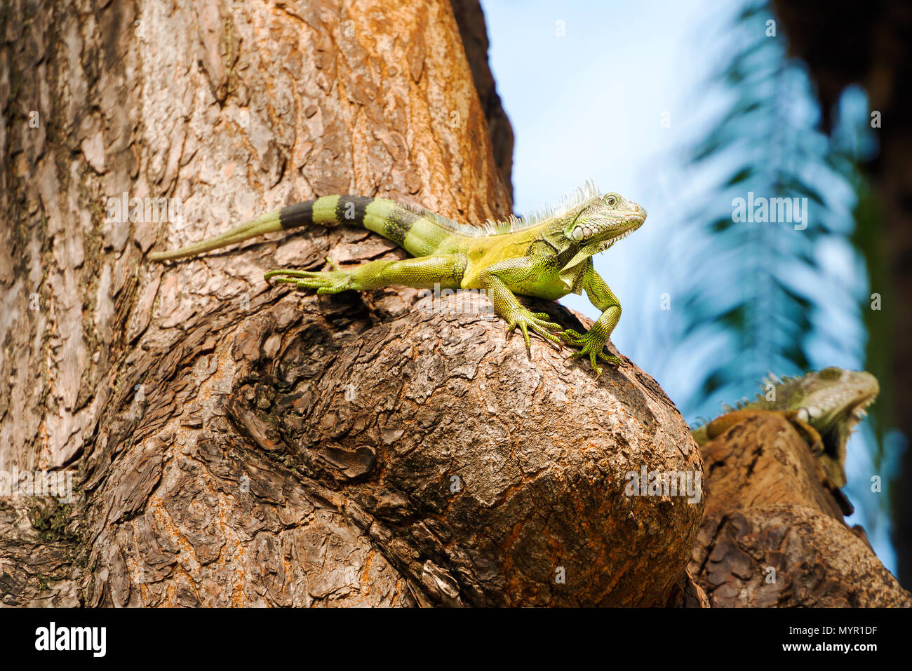 Bilder von Iguana aus der Bolivar Park in Guayaquil, Ecuador. Der Park wurde 1895 eröffnet und war Seminario Park genannt. Es ist ein Zuhause zu Simon Bo Stockfoto