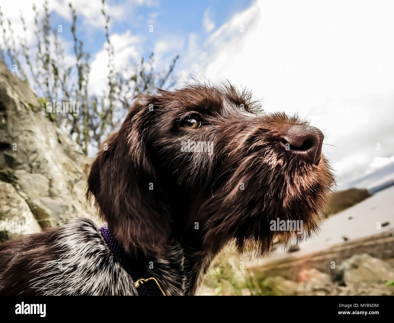 Deutsche wire haired pointer Welpen Stockfoto