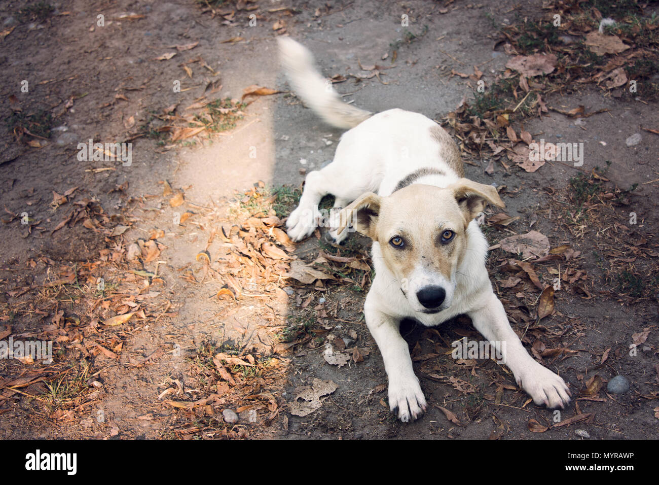 Hohen winkel Portrait von Hund suchen Bei Kamera, Samsun, Türkei Stockfoto