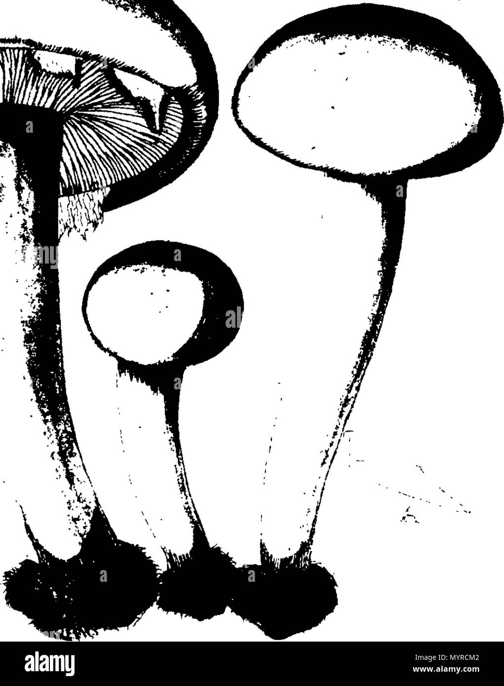 . Englisch: Fleuron aus Buch: Eine Geschichte der fungusses, wachsende über Halifax. ... Worin ihre Sorten und verschiedene Auftritte in den verschiedenen Phasen des Wachstums, getreu ausgestellt... Mit einer Beschreibung der einzelnen Arten, in allen seinen Phasen, ... Von James Bolton,... 342 Eine Geschichte der fungusses, wachsende über Halifax Fleuron T 084360-10 Stockfoto