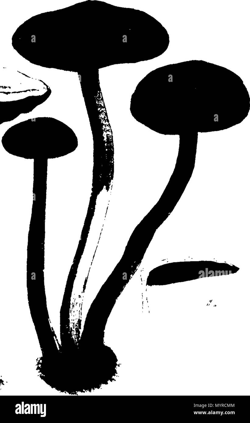 . Englisch: Fleuron aus Buch: Eine Geschichte der fungusses, wachsende über Halifax. ... Worin ihre Sorten und verschiedene Auftritte in den verschiedenen Phasen des Wachstums, getreu ausgestellt... Mit einer Beschreibung der einzelnen Arten, in allen seinen Phasen, ... Von James Bolton,... 342 Eine Geschichte der fungusses, wachsende über Halifax Fleuron T 084360-25 Stockfoto