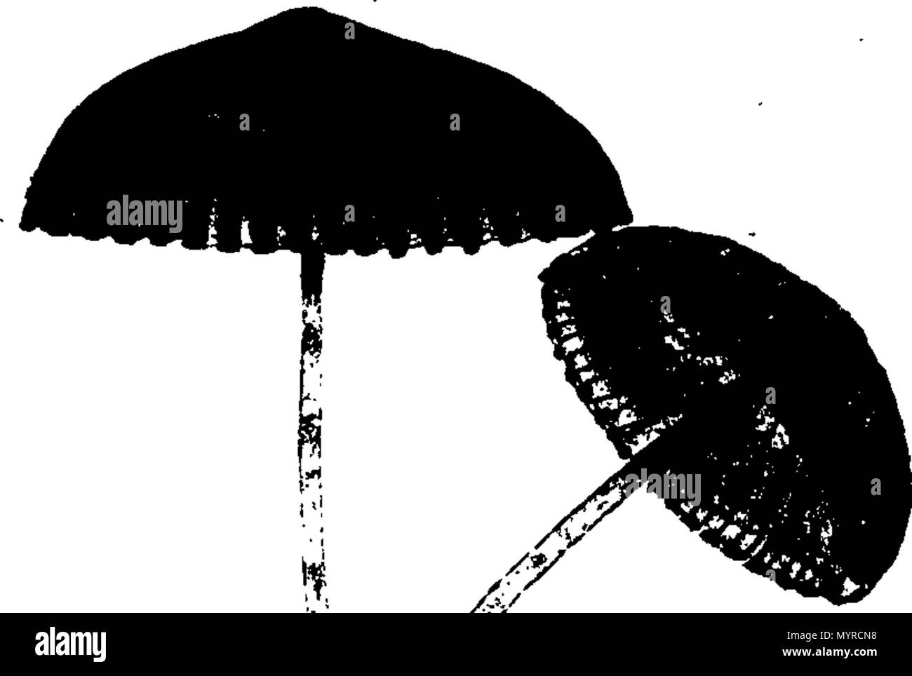. Englisch: Fleuron aus Buch: Eine Geschichte der fungusses, wachsende über Halifax. ... Worin ihre Sorten und verschiedene Auftritte in den verschiedenen Phasen des Wachstums, getreu ausgestellt... Mit einer Beschreibung der einzelnen Arten, in allen seinen Phasen, ... Von James Bolton,... 342 Eine Geschichte der fungusses, wachsende über Halifax Fleuron T 084360-39 Stockfoto