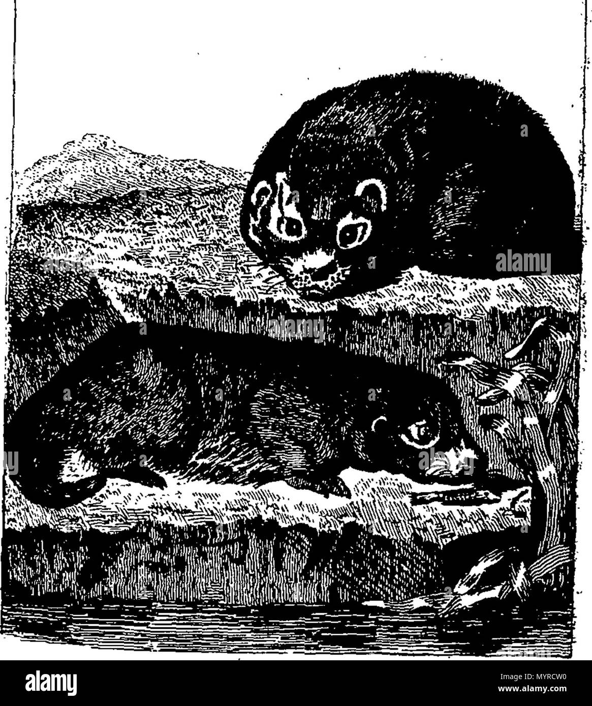 . Englisch: Fleuron aus Buch: Eine Geschichte der Erde und animierte Natur. In acht Bänden. Von Oliver Goldsmith. Die dritte Ausgabe. ... 342 Eine Geschichte der Erde und animierte Natur Fleuron N 033203-22 Stockfoto