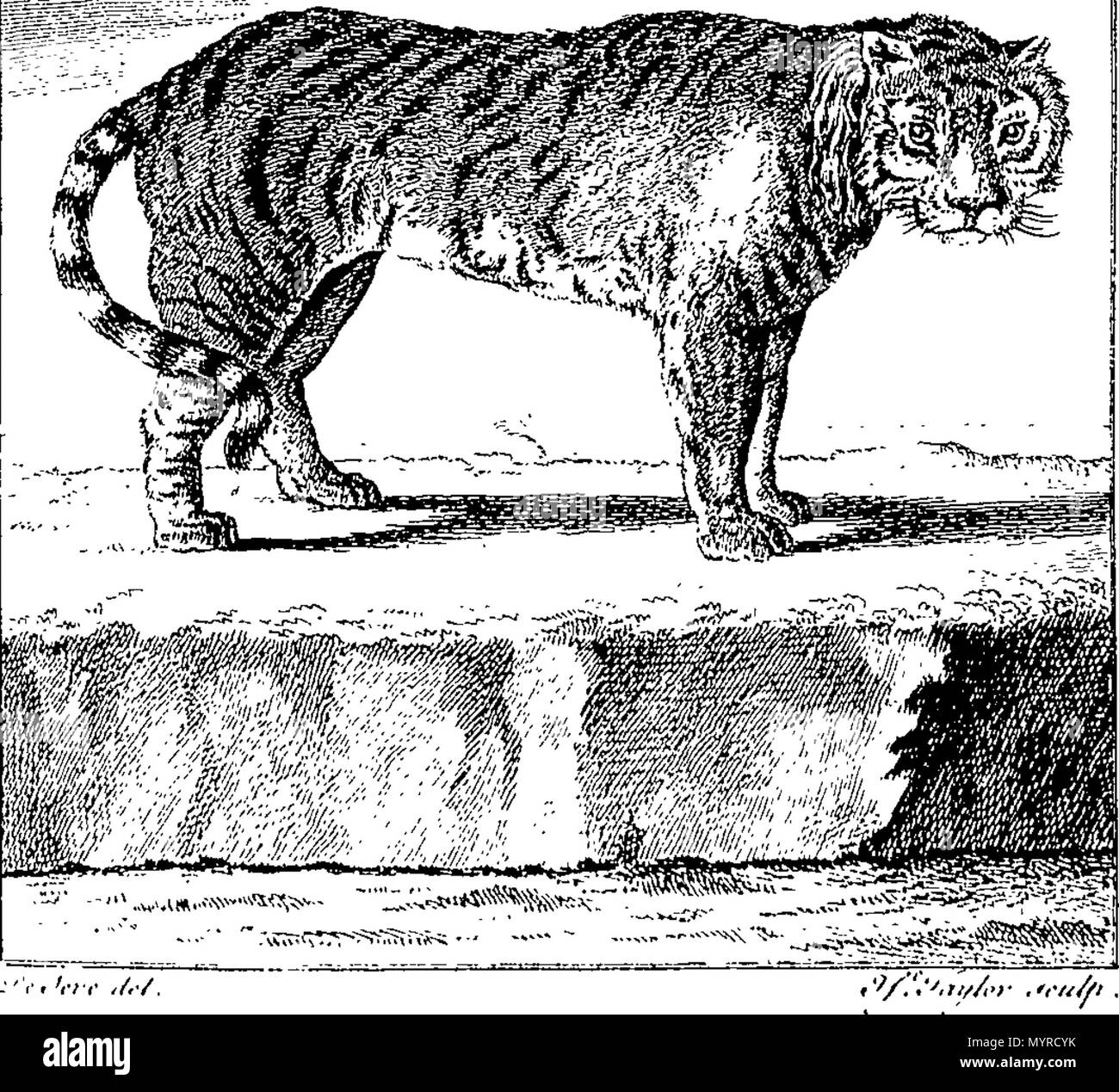 . Englisch: Fleuron aus Buch: Eine Geschichte der Erde und animierte Natur: Von Oliver Goldsmith. In acht Bänden. ... 343 Eine Geschichte der Erde und animierte Natur - von Oliver Goldsmith. In acht Bänden. - Fleuron T 146096-17 Stockfoto