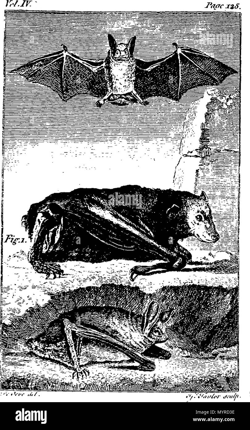 . Englisch: Fleuron aus Buch: Eine Geschichte der Erde und animierte Natur. Von Oliver Goldsmith. In acht Bänden. 343 Eine Geschichte der Erde und animierte Natur. Von Oliver Goldsmith. In acht Bänden. Fleuron T 146100-12 Stockfoto
