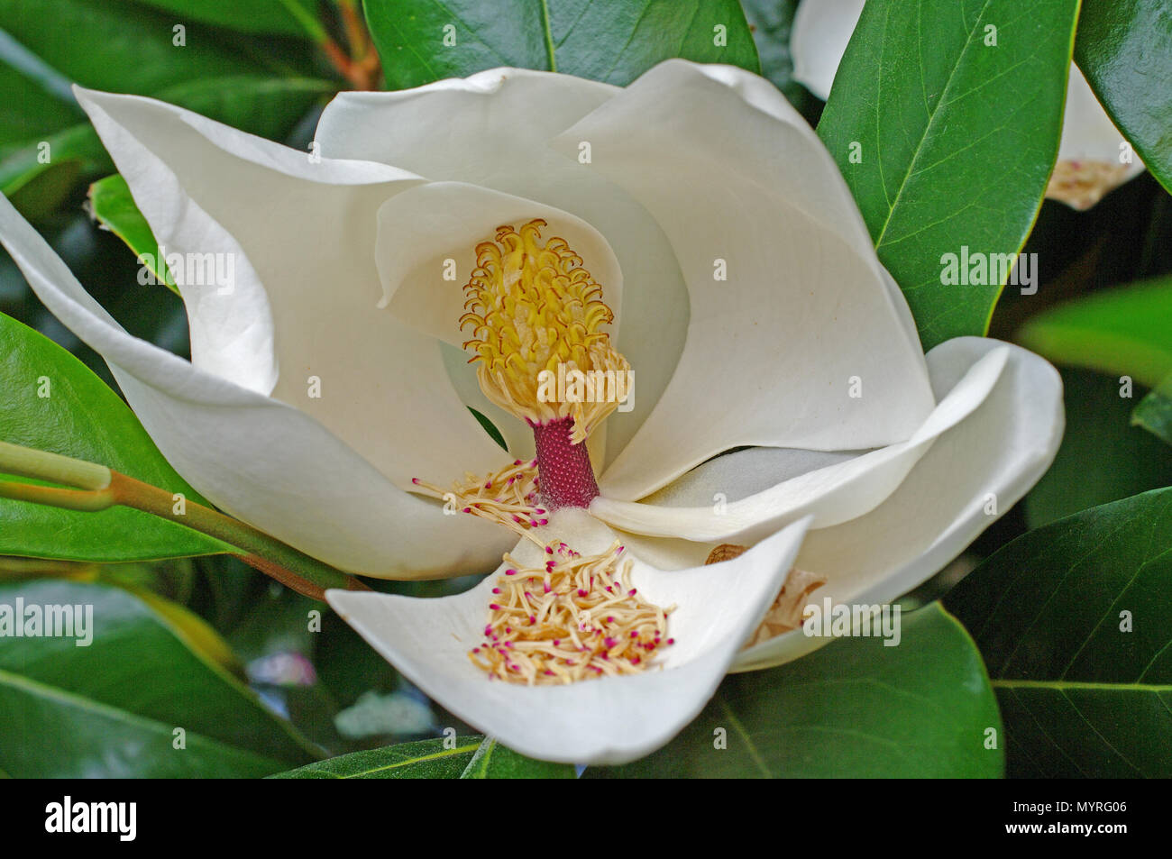 Blume der Magnolia grandiflora, dem südlichen Magnolia oder Bull Bay, Familie Magnoliaceae Stockfoto