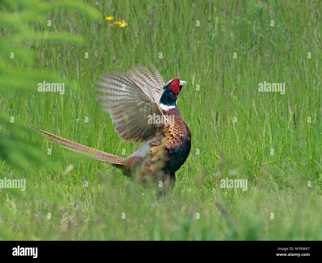 Fasan männlichen Phasianus Colchicus Berufung Stockfoto