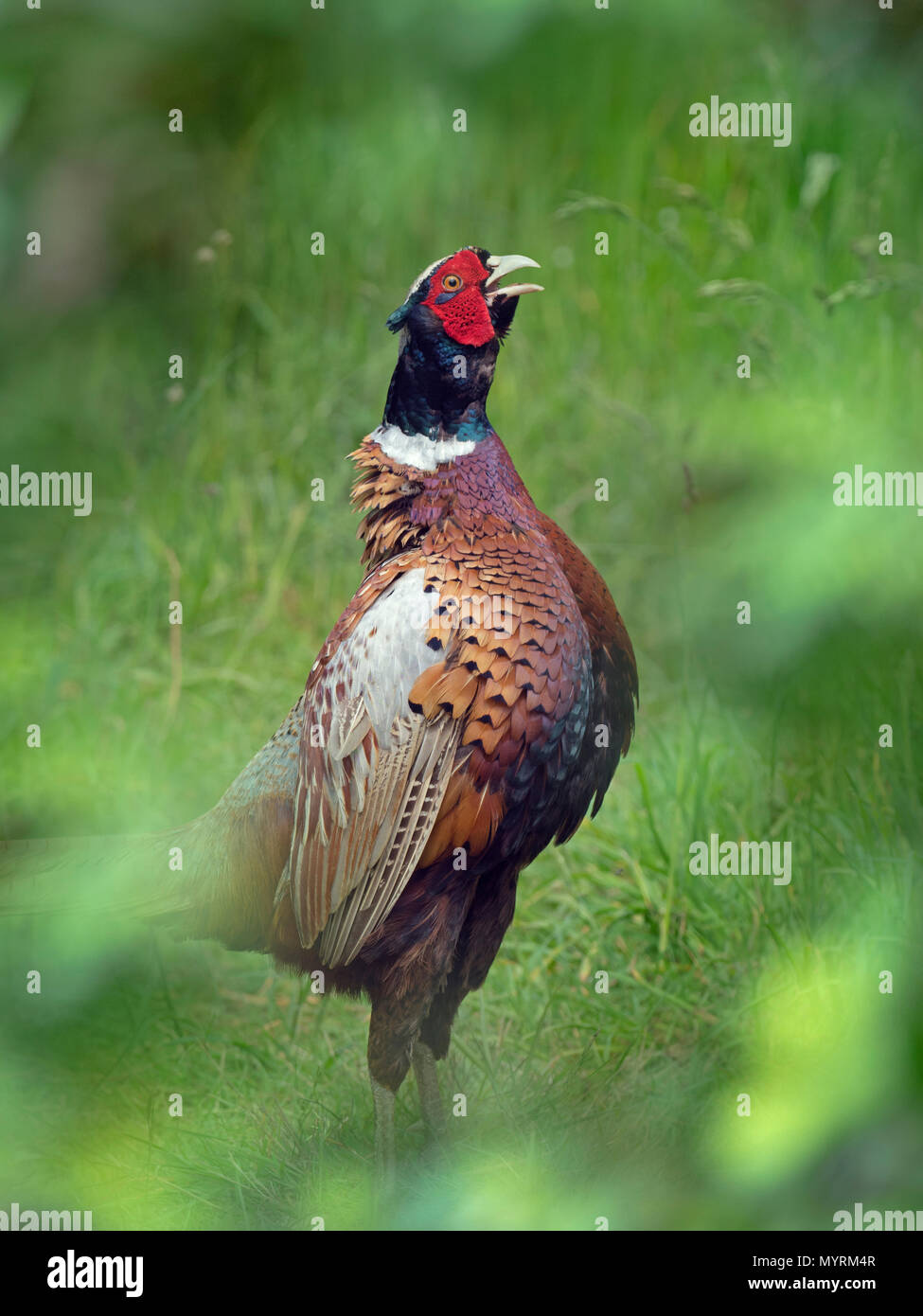 Porträt eines männlichen Fasan Phasianus Colchicus in bunten Frühling Gefieder Stockfoto