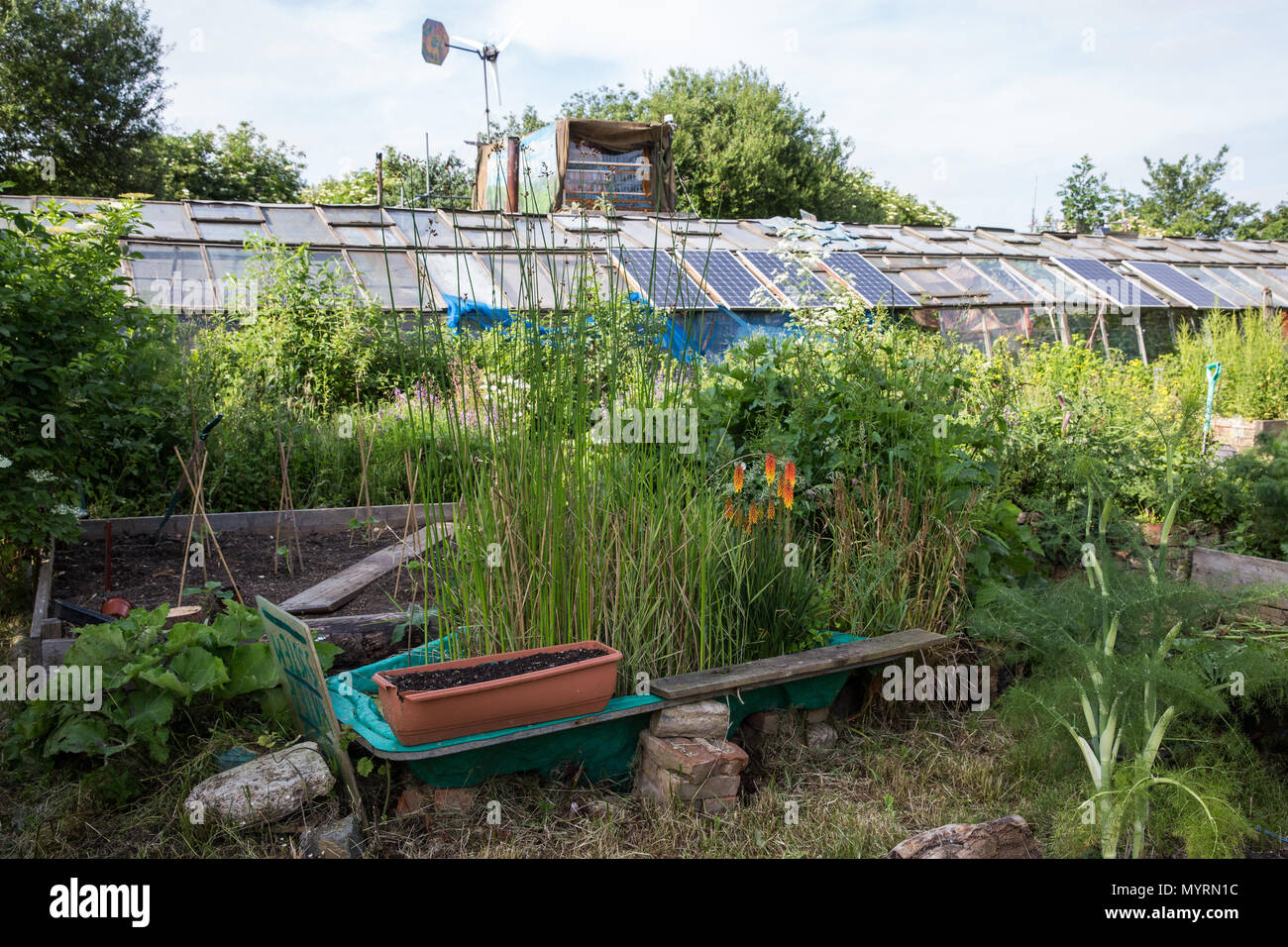 Sipson, UK. 5. Juni 2018. Pflanzen wachsen in Heathrow, ein Off-grid-Gemeinschaft Raum soll dazu beitragen, den Heathrow Dörfer kämpfen Flughafen expansio Stockfoto