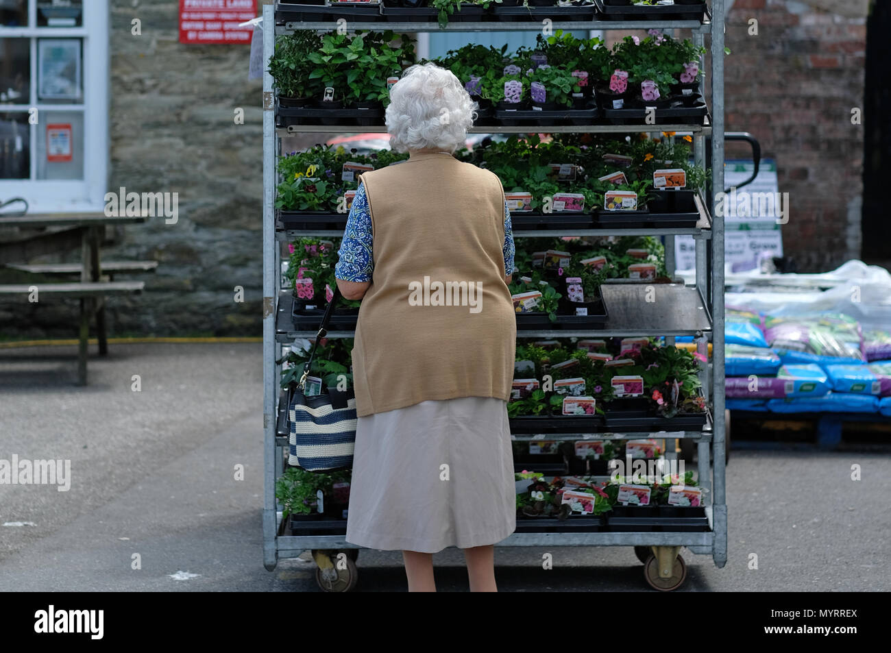 Eine pensionierte Dame Shopping für Pflanzen. Stockfoto
