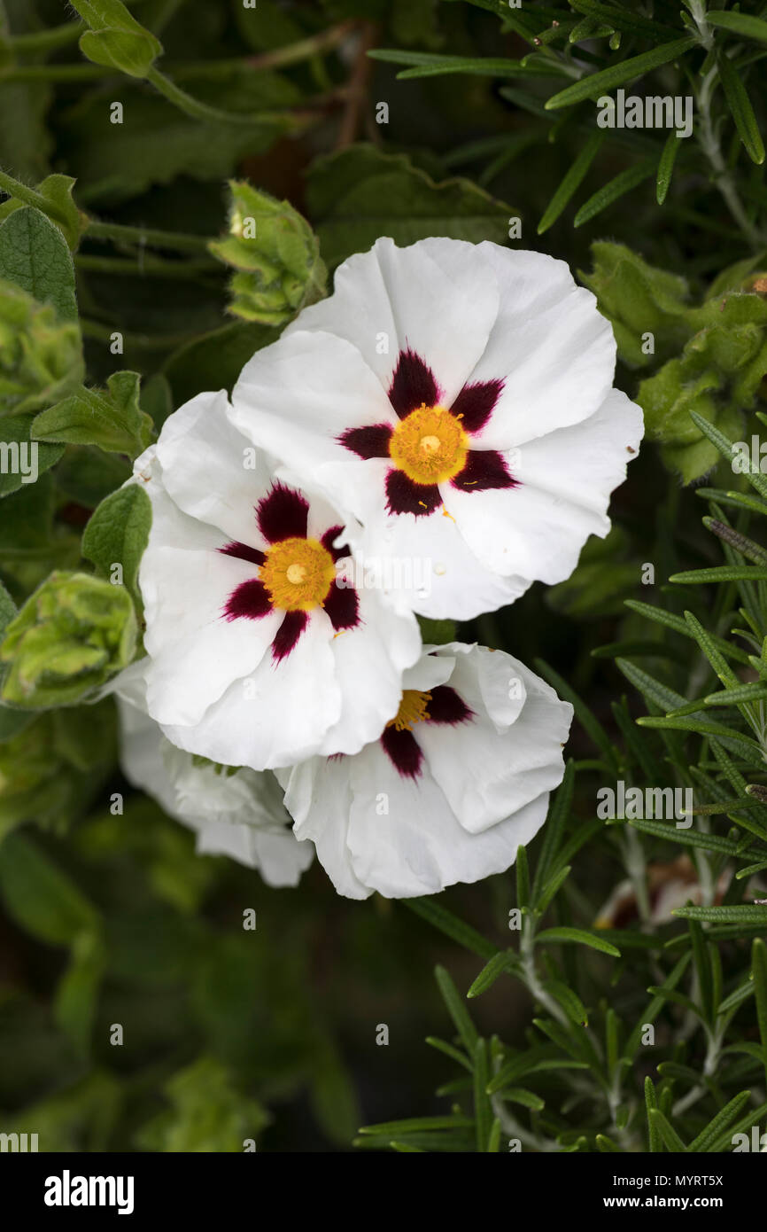 Cistus Ladanifer, Gum Rockrose Blüte in einem Garten in Großbritannien Stockfoto