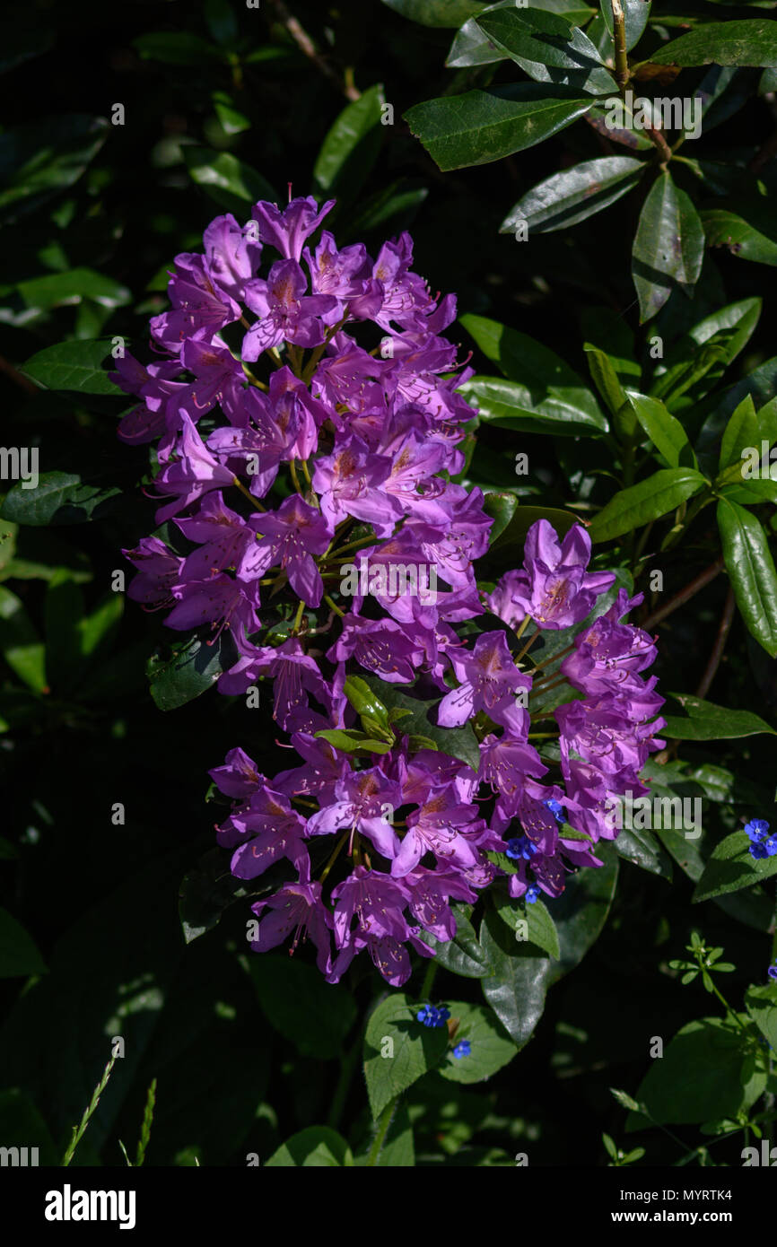 Eine Blume Cluster von einem Rhododendron, einem nicht gebürtigen invasive Pflanze in Großbritannien eingeführt. Stockfoto