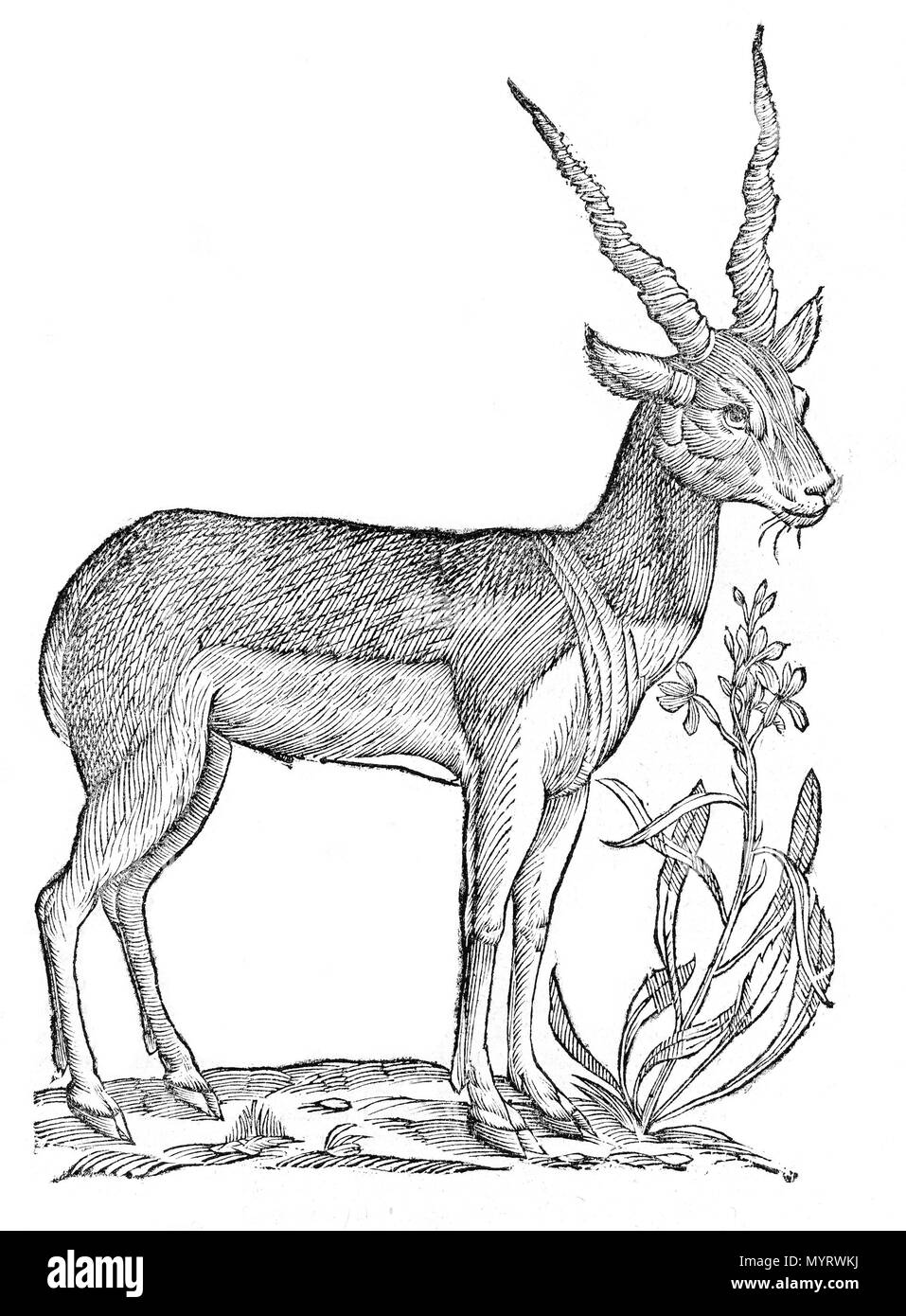 . Quadrupedum omnium bisulcorum Historia. Ulisse Aldrovandi (1522 - 1605) Alternative Namen Ulysses Aldrovandi; Ulisses Aldroandi Vlyssis Aldroandi;;;; Ulisse Aldrovandi Aldrovandus Aldroandi; Aldrovandi Beschreibung italienischer Entomologe, Naturforscher, Botaniker, Ornithologen, Zoologe und Maler Geburtsdatum / Tod 11. September 1522 vom 4. Mai 1605 Ort der Geburt / Todes Bologna Bologna Arbeitsort Rom (1549), Bologna (1542-1548), Padua (1548 - 1549); Bologna (1553-1605) Kontrolle: Q 321358 VIAF:?: 100190422 ISNI? 0000 0001 1862 6480 ULAN:? 500342675 LCCN:?n 50035572 NLA:? 35 Stockfoto