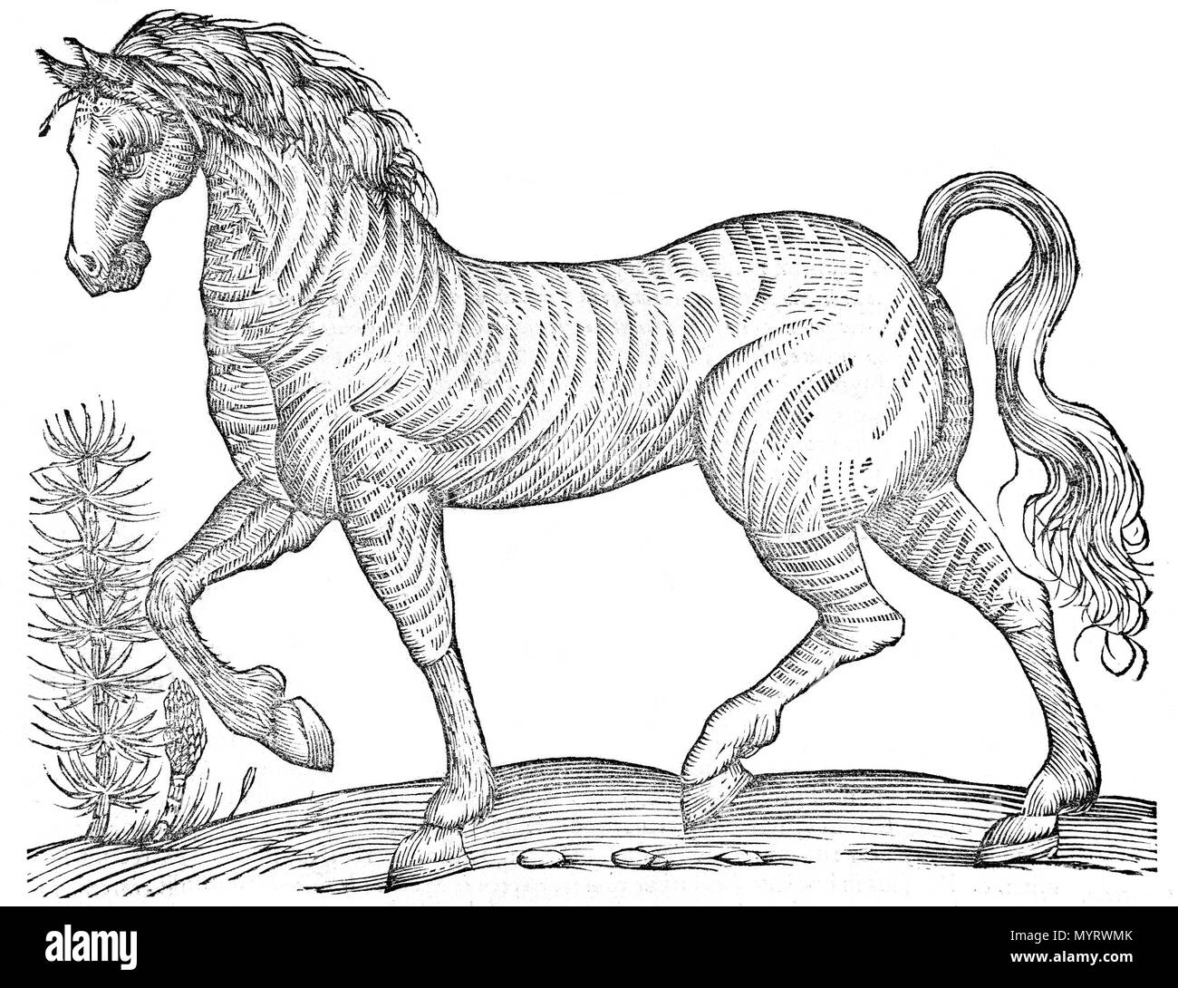 . De quadrupedibus solidipedibus volumen Wiedereinsetzungsantrag. Ulisse Aldrovandi (1522 - 1605) Alternative Namen Ulysses Aldrovandi; Ulisses Aldroandi Vlyssis Aldroandi;;;; Ulisse Aldrovandi Aldrovandus Aldroandi; Aldrovandi Beschreibung italienischer Entomologe, Naturforscher, Botaniker, Ornithologen, Zoologe und Maler Geburtsdatum / Tod 11. September 1522 vom 4. Mai 1605 Ort der Geburt / Todes Bologna Bologna Arbeitsort Rom (1549), Bologna (1542-1548), Padua (1548 - 1549); Bologna (1553-1605) Kontrolle: Q 321358 VIAF:?: 100190422 ISNI? 0000 0001 1862 6480 ULAN:? 500342675 LCCN:?n 5003557 Stockfoto
